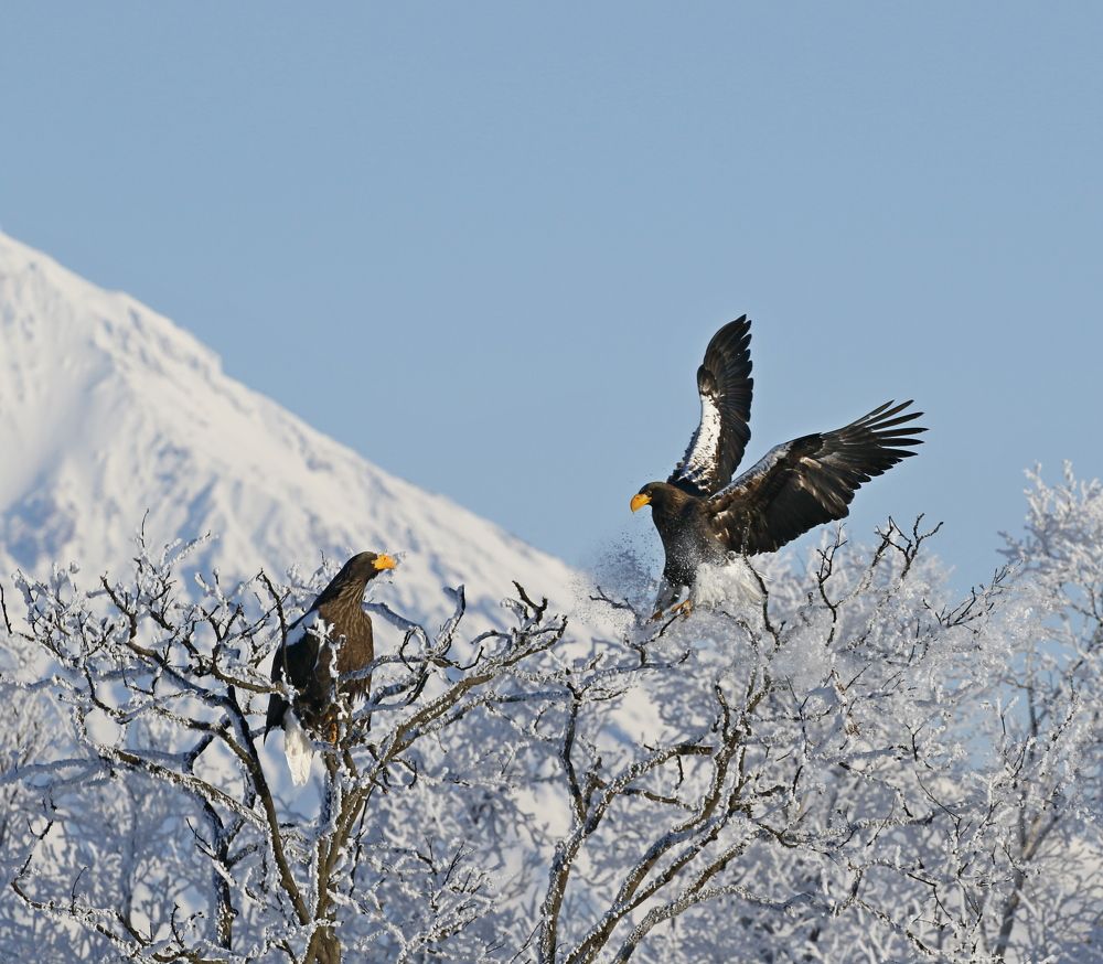 Белоплечие орланы