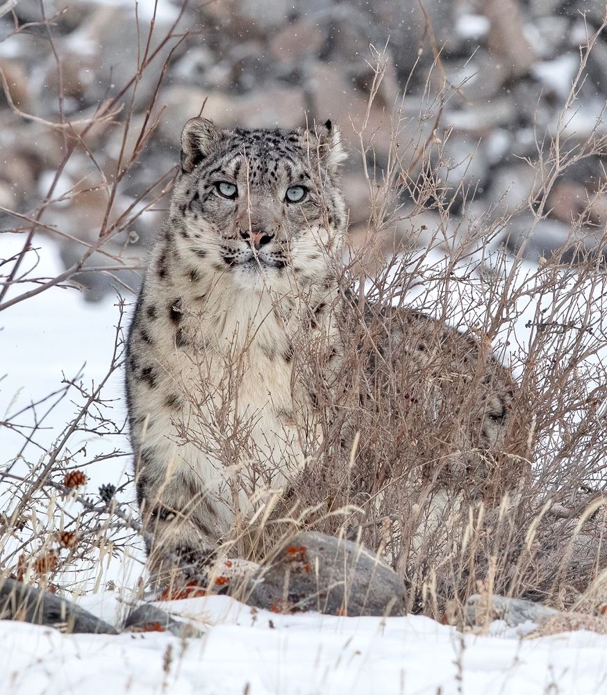 Photograph by Batzaya Choijiljav