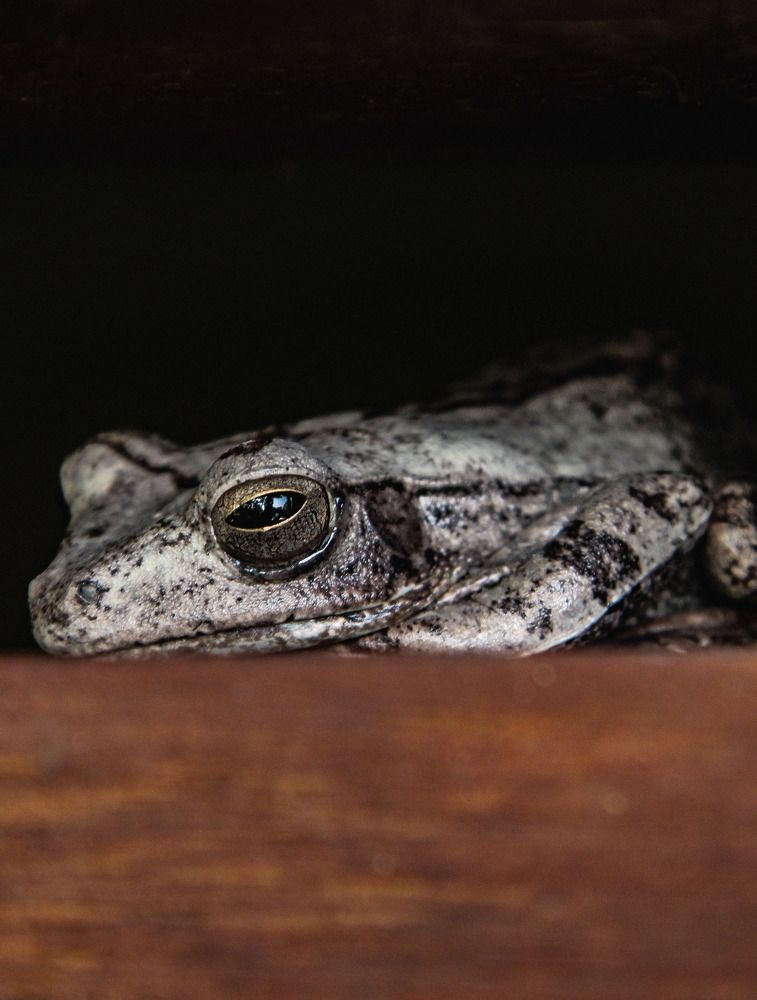 Photograph by Pawan Guruge