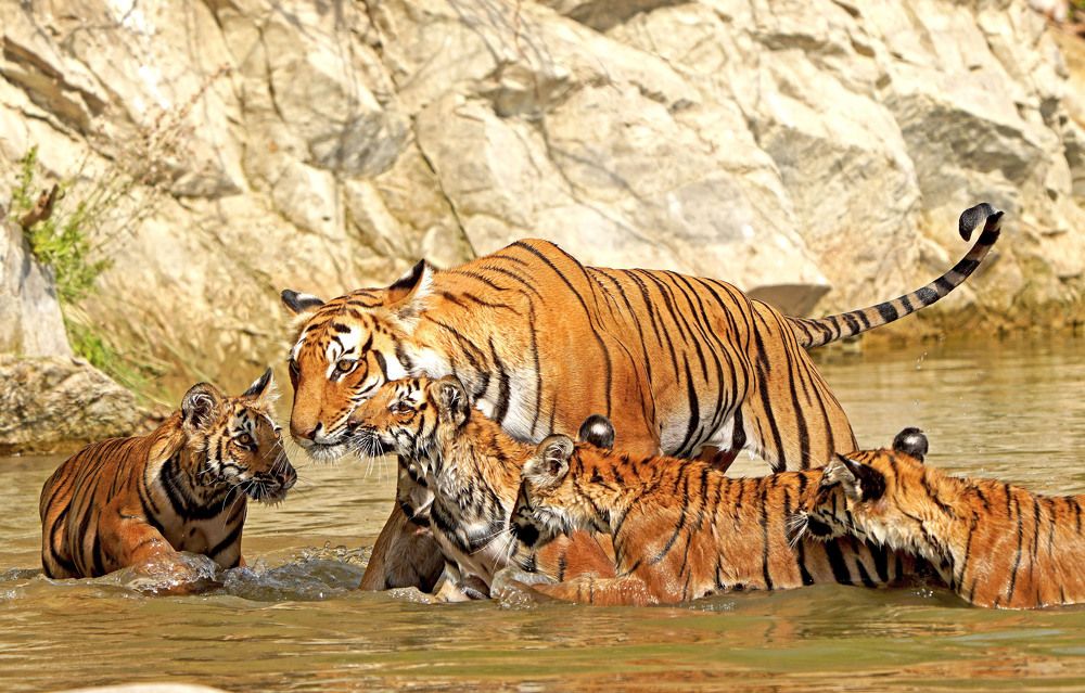 Photograph by Nirmalya Chakraborty