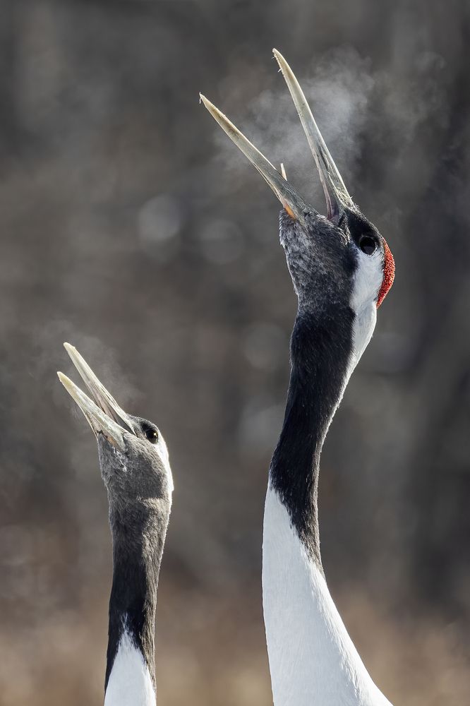 The elusive Red Crowned Crane!