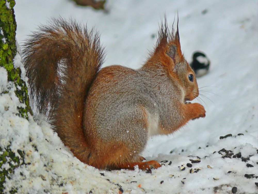 Фотография автора Анатолий Борисов