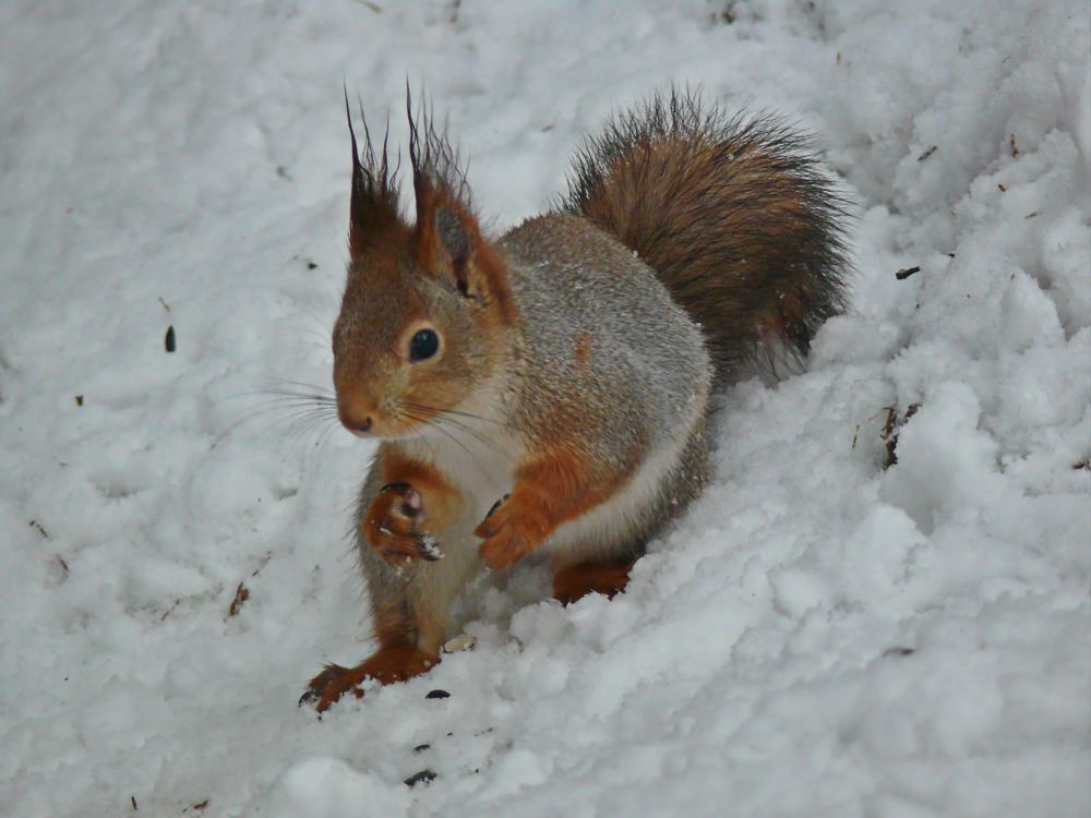 Фотография автора Анатолий Борисов