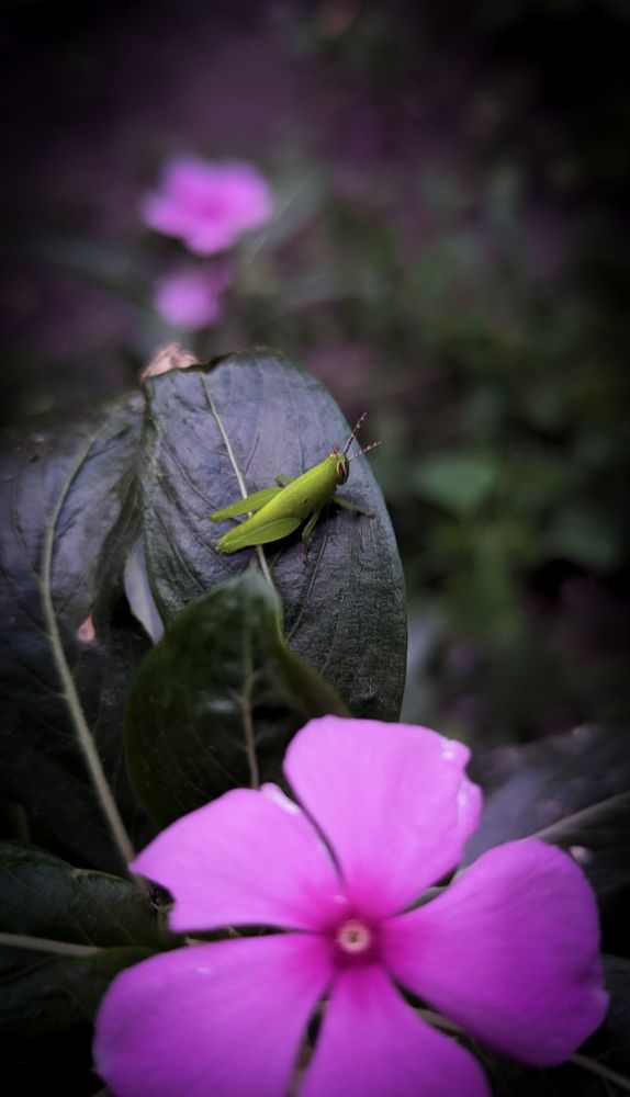 Photograph by SARAVANA MANICKAM