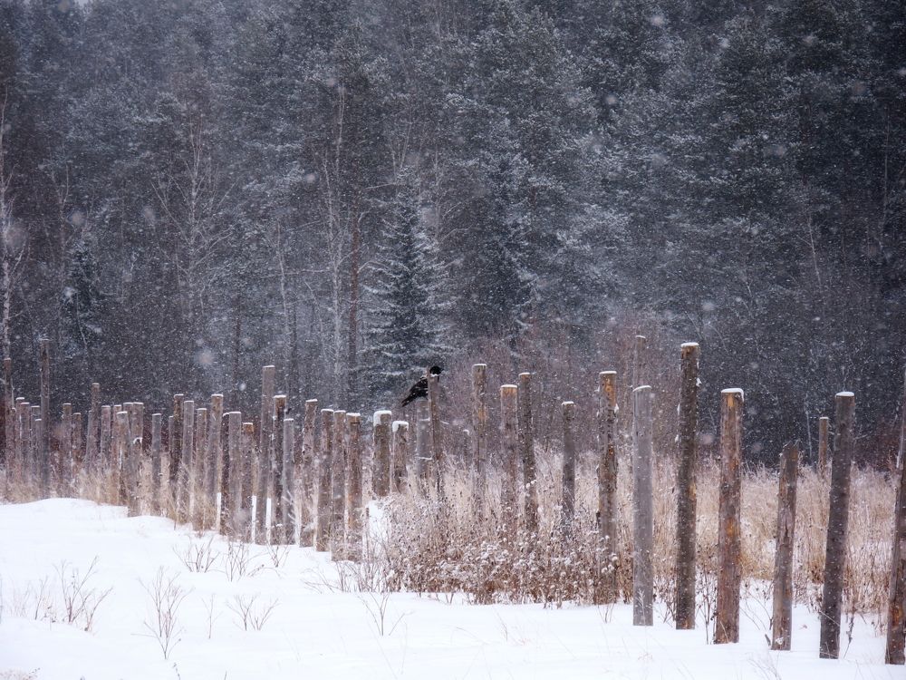 Ворон в снежной метели