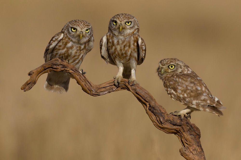 Фотография автора David Manusevich