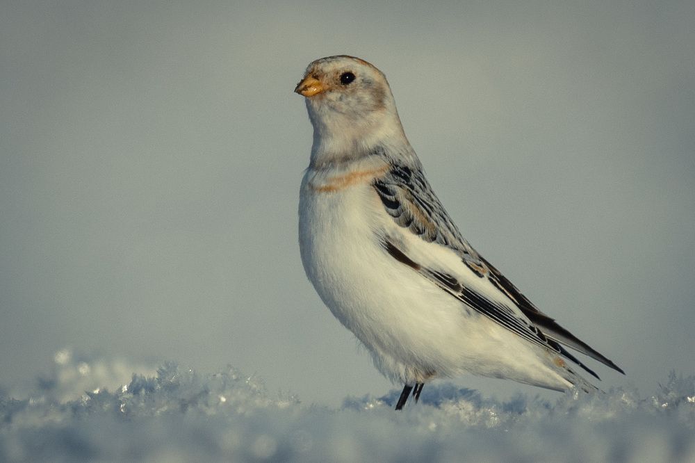 Photograph by Вячеслав Ладанов