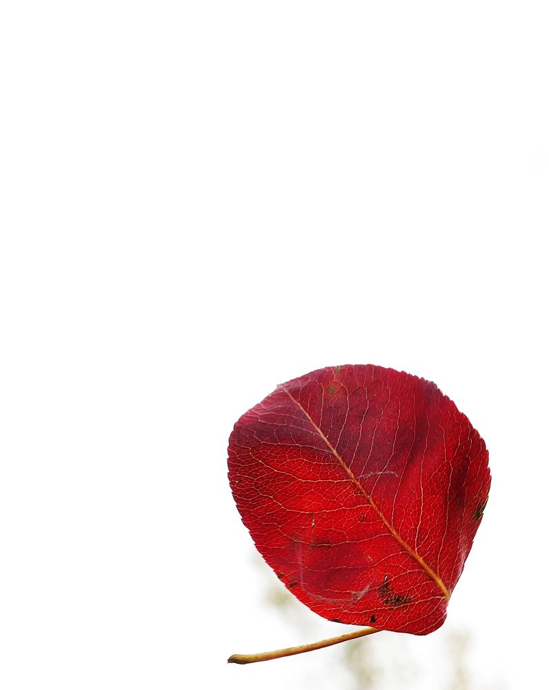 Фотография автора Сергей Гречихин