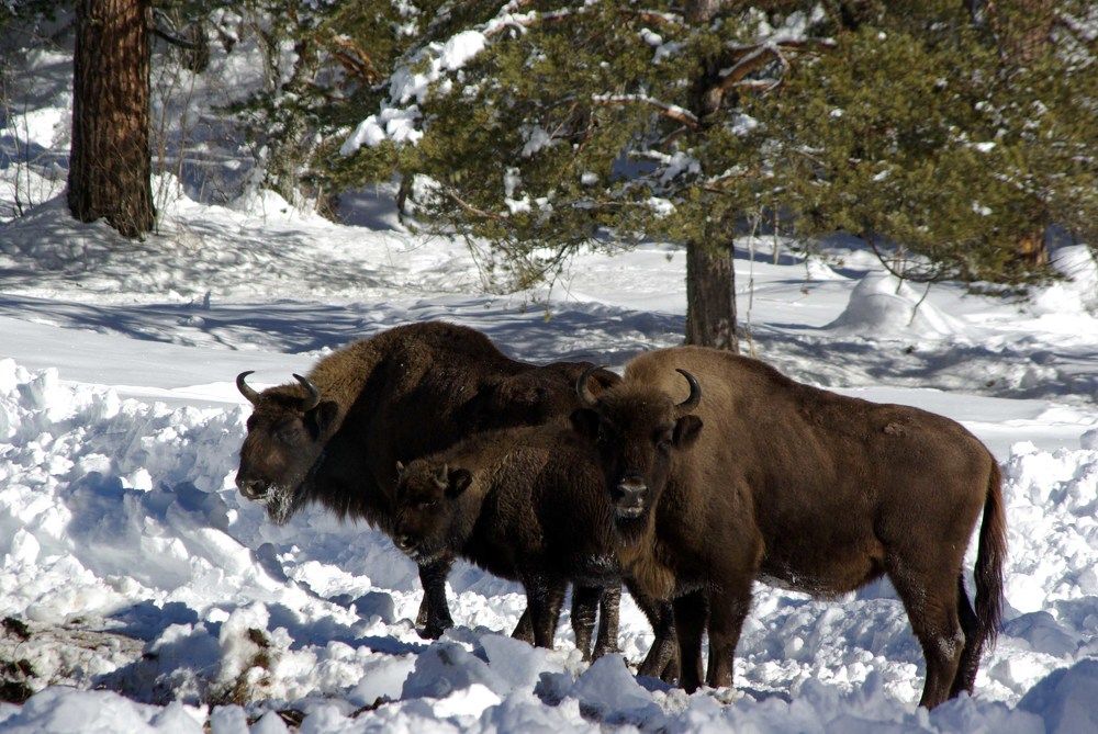 Photograph by Андрей Любимов