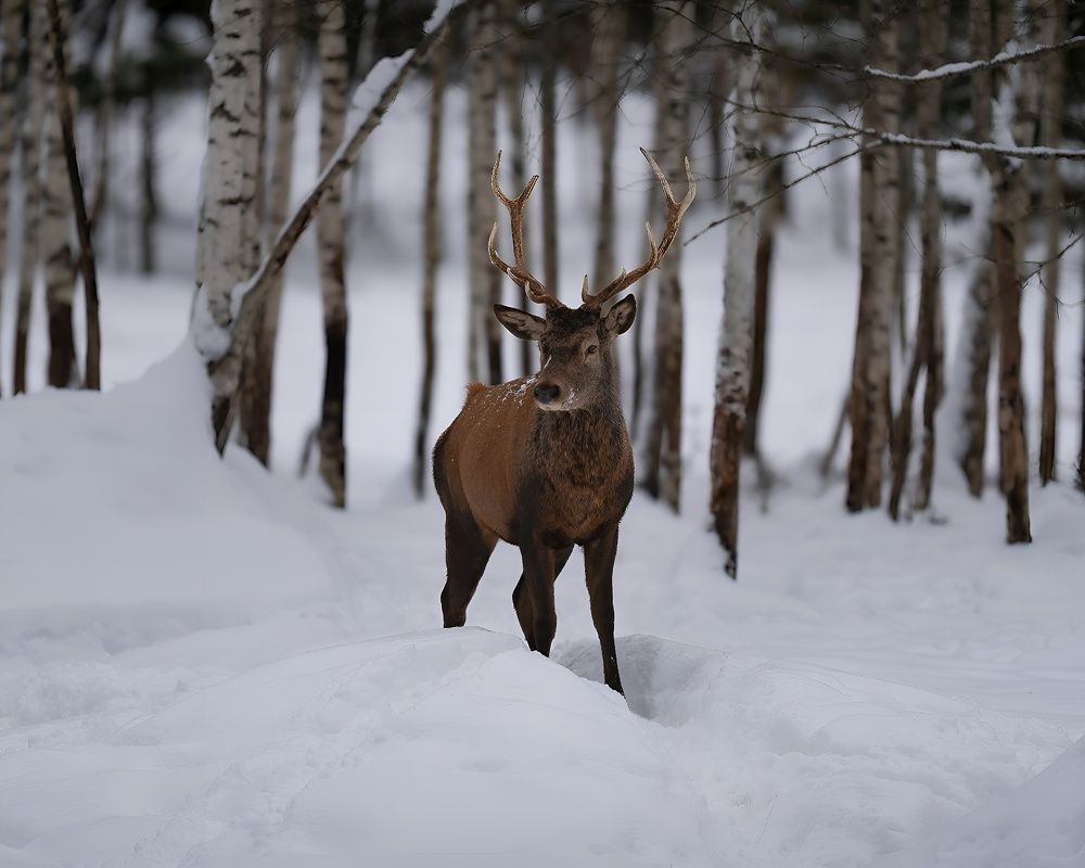 Photograph by Данил Шауба