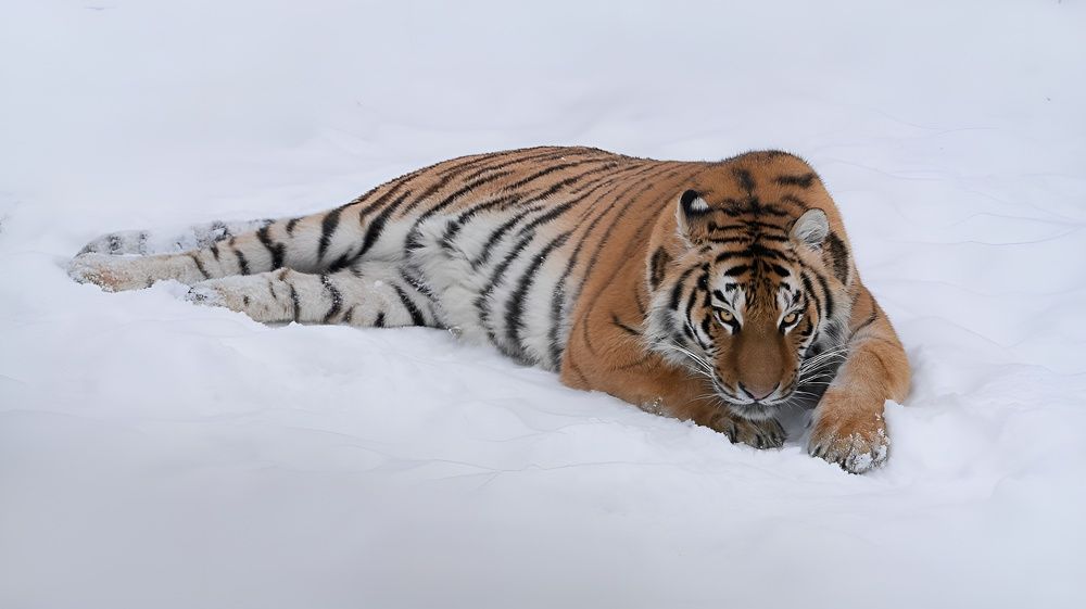 Photograph by Данил Шауба