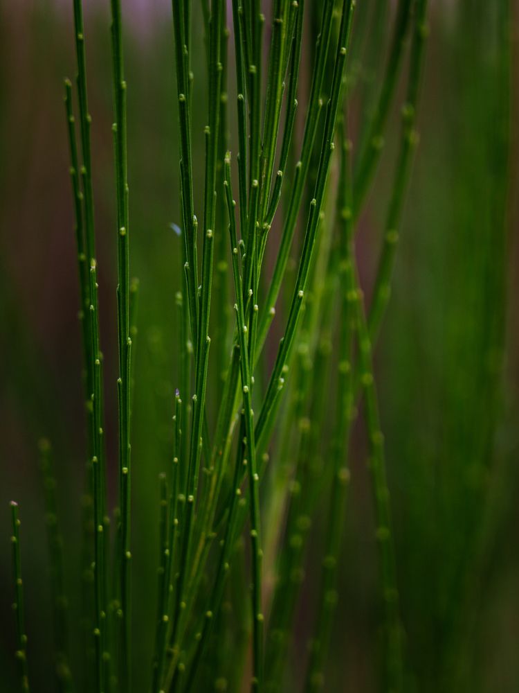 Photograph by Elena Samusieva