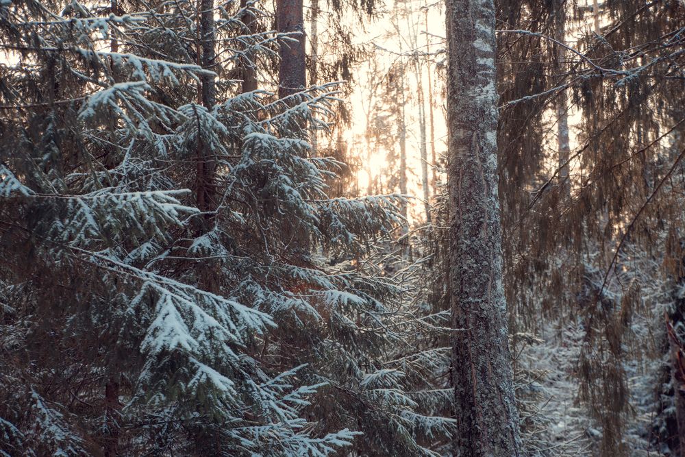 Photograph by Юлианна Волкова