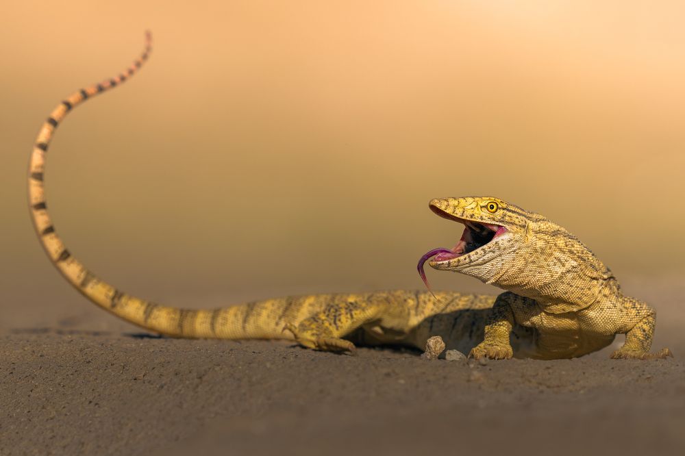 Photograph by Ahmed Sobhi