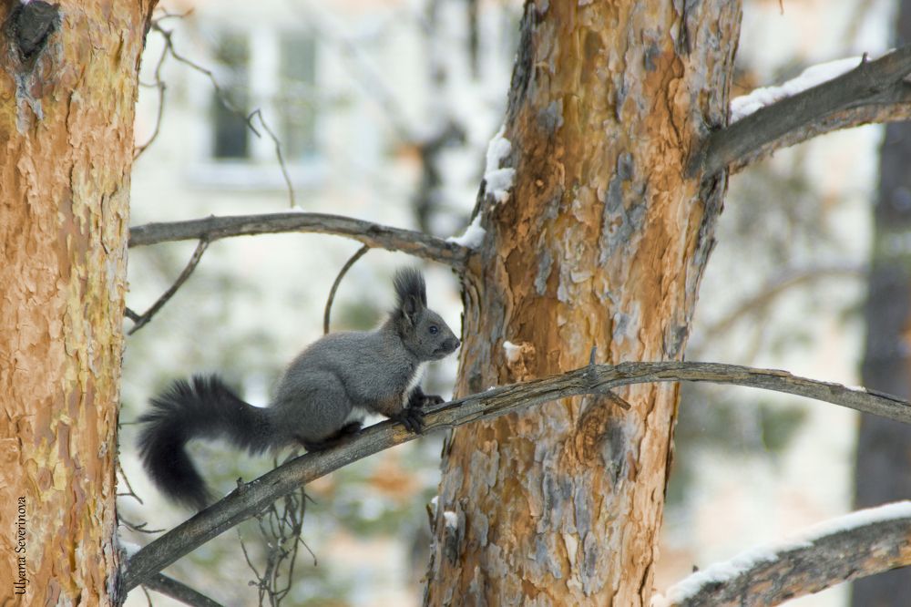 Photograph by Ульяна Северинова