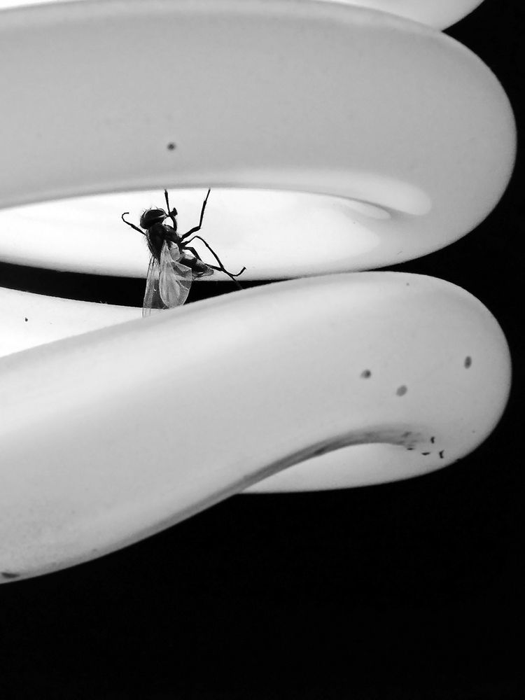 Photograph by Davoud Naeimi