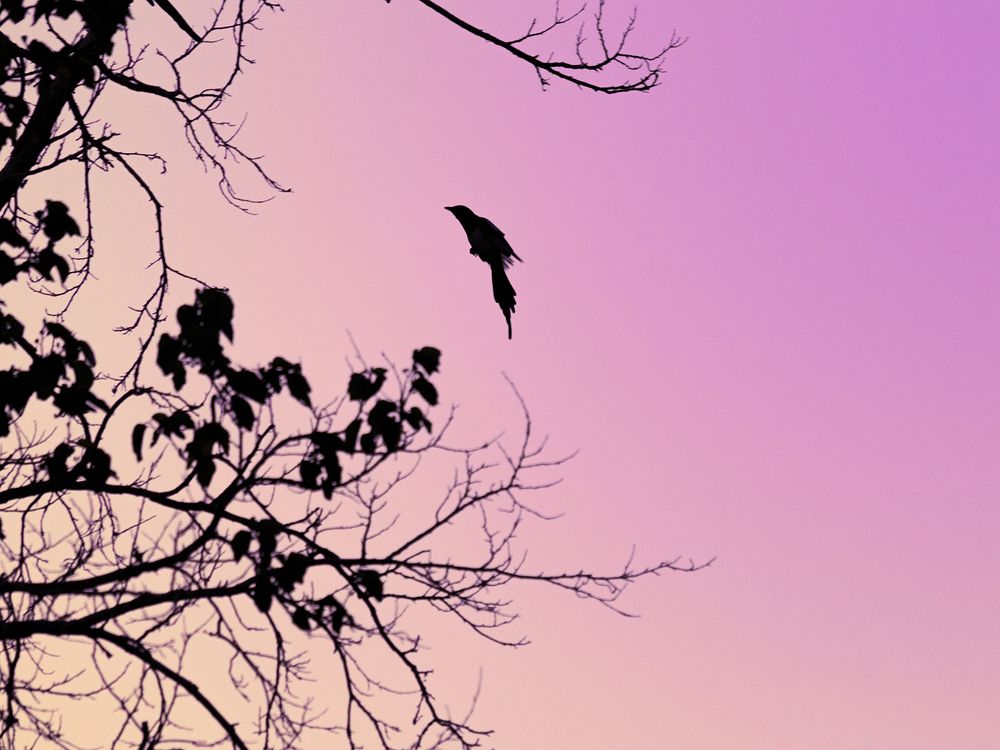 Photograph by Davoud Naeimi