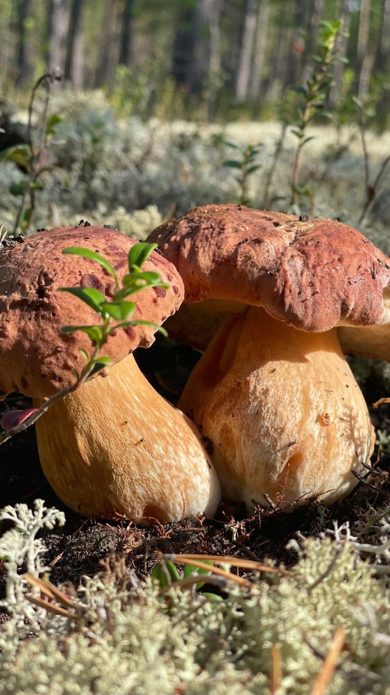 Photograph by Елена