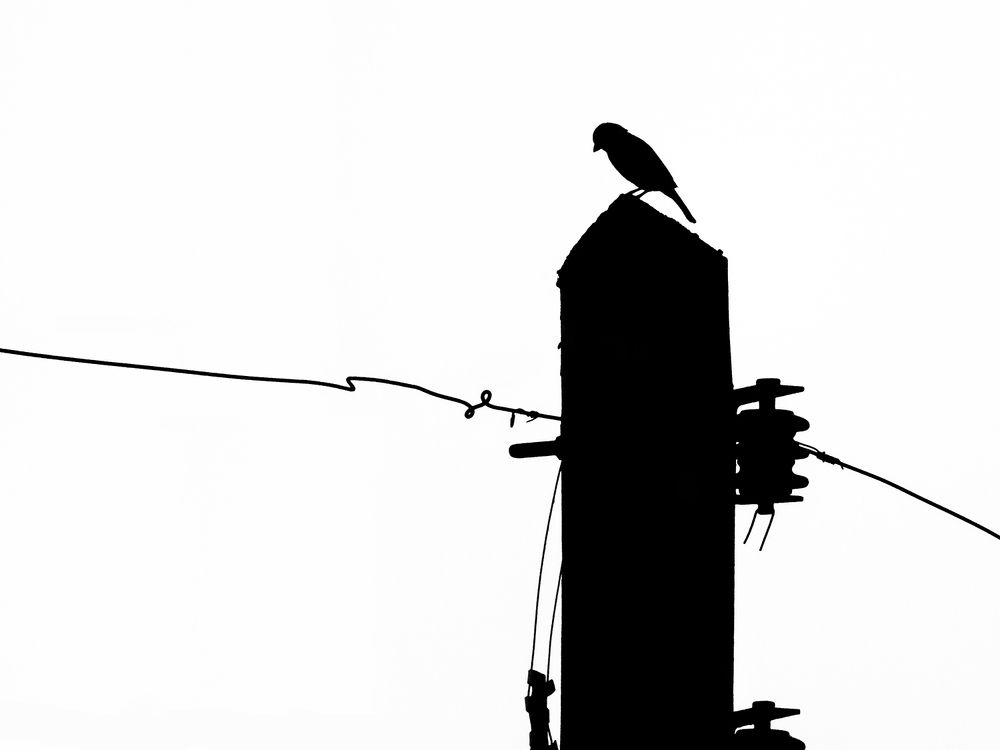 Photograph by Davoud Naeimi