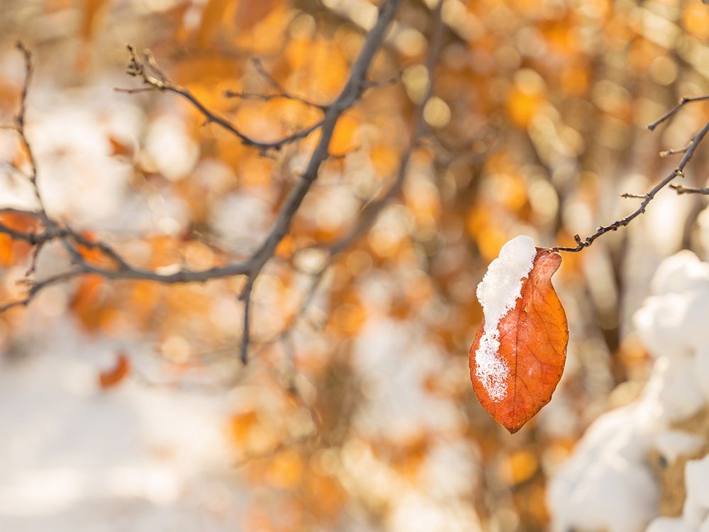 Photograph by Davoud Naeimi