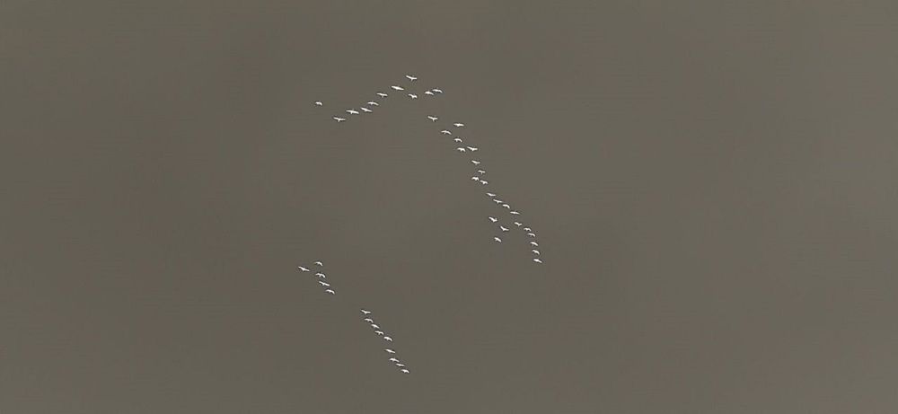 Летят на юг, летят к солнцу, летят в теплые страны. Природу не обманешь.