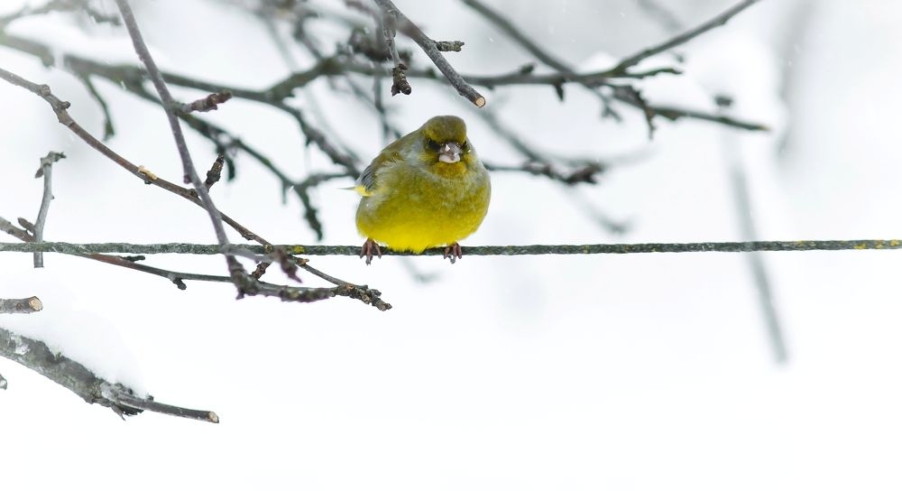 Greenfinch on a rope near a tree on a February day
