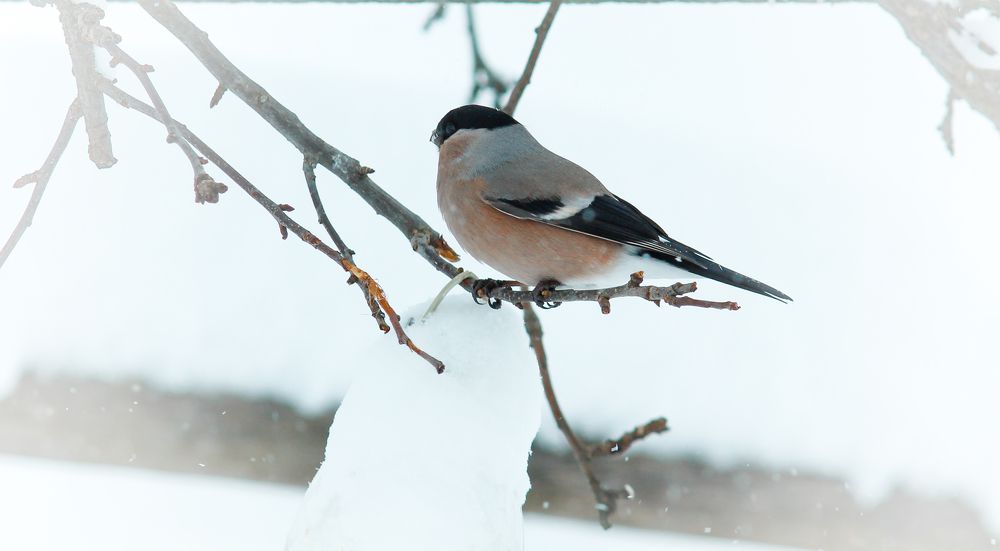 Bullfinch on a branch on a February day