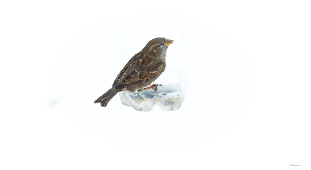 A sparrow located on a feeder on a winter day