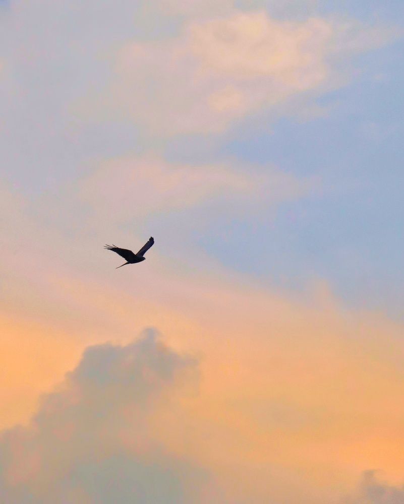 Фотография автора Subham Durgey