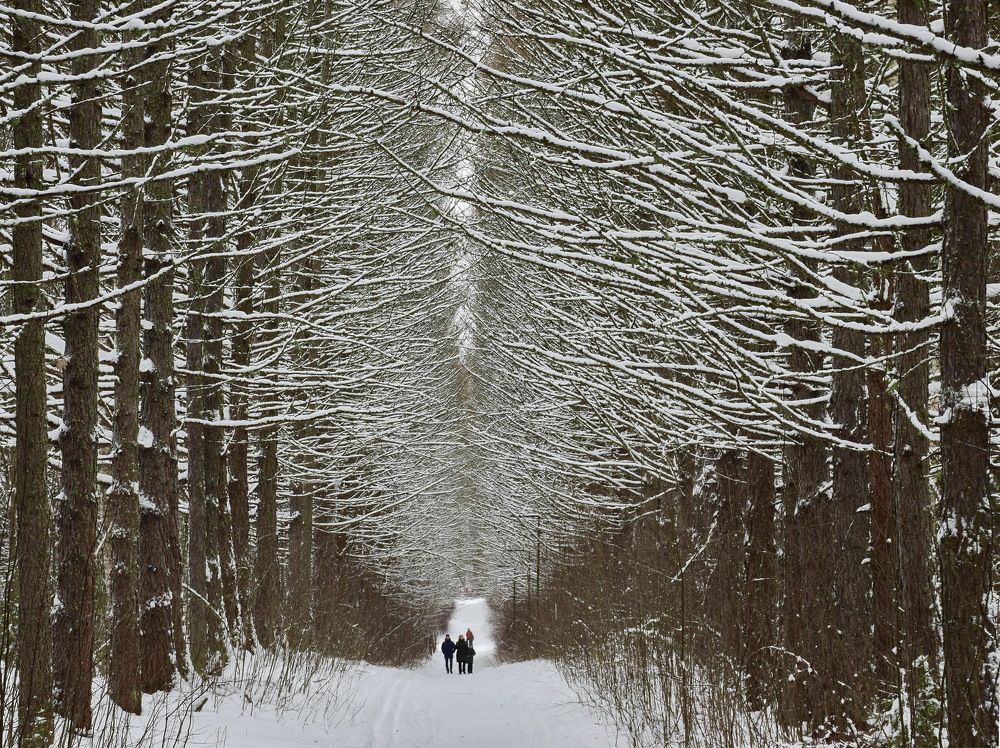 Под сводом январской аллеи.