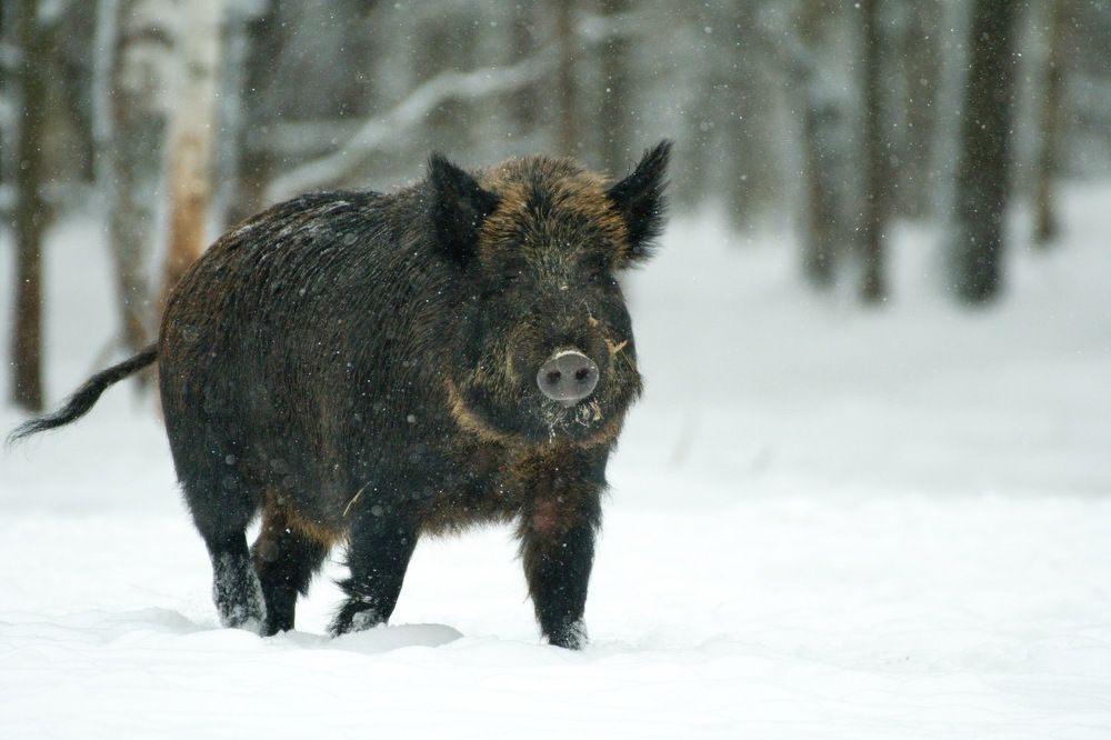 Photograph by Елена Валова