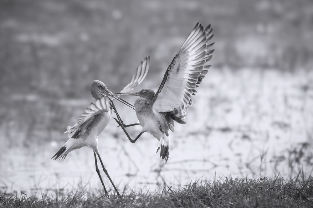 Black tailed Godwit territorial fight series