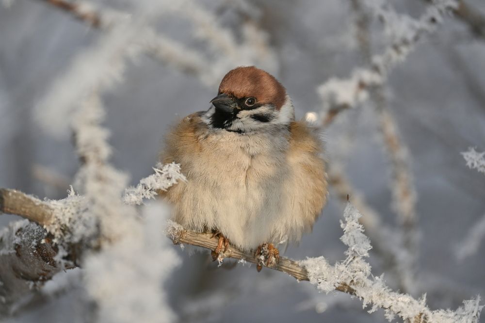 Фотография автора IRINA FILIPPOVA