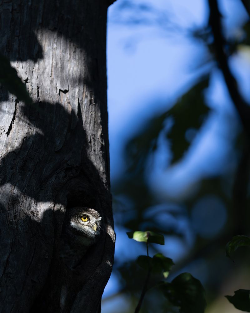 Фотография автора Tapan Sheth