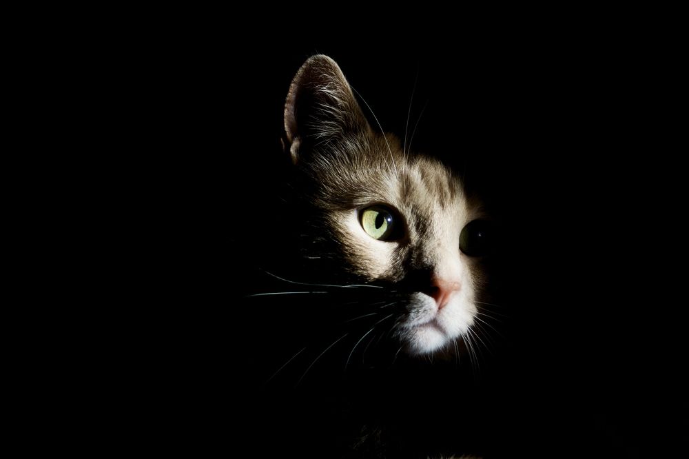 Фотография автора Ярослав Качура