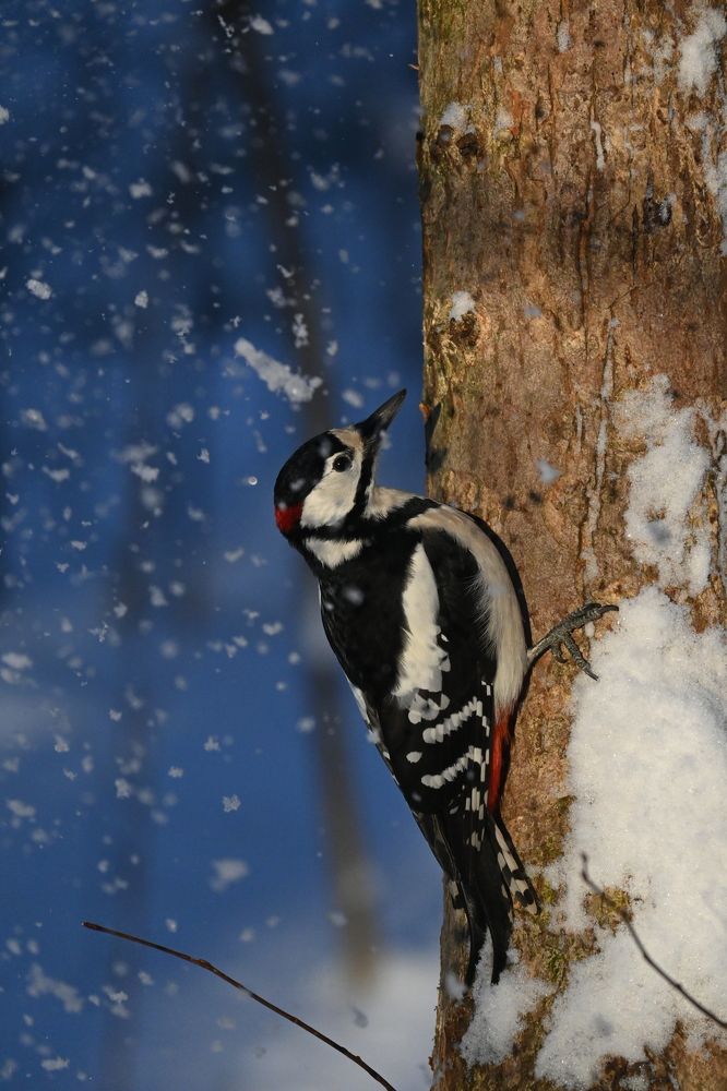 Фотография автора IRINA FILIPPOVA