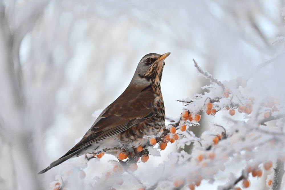 Фотография автора IRINA FILIPPOVA