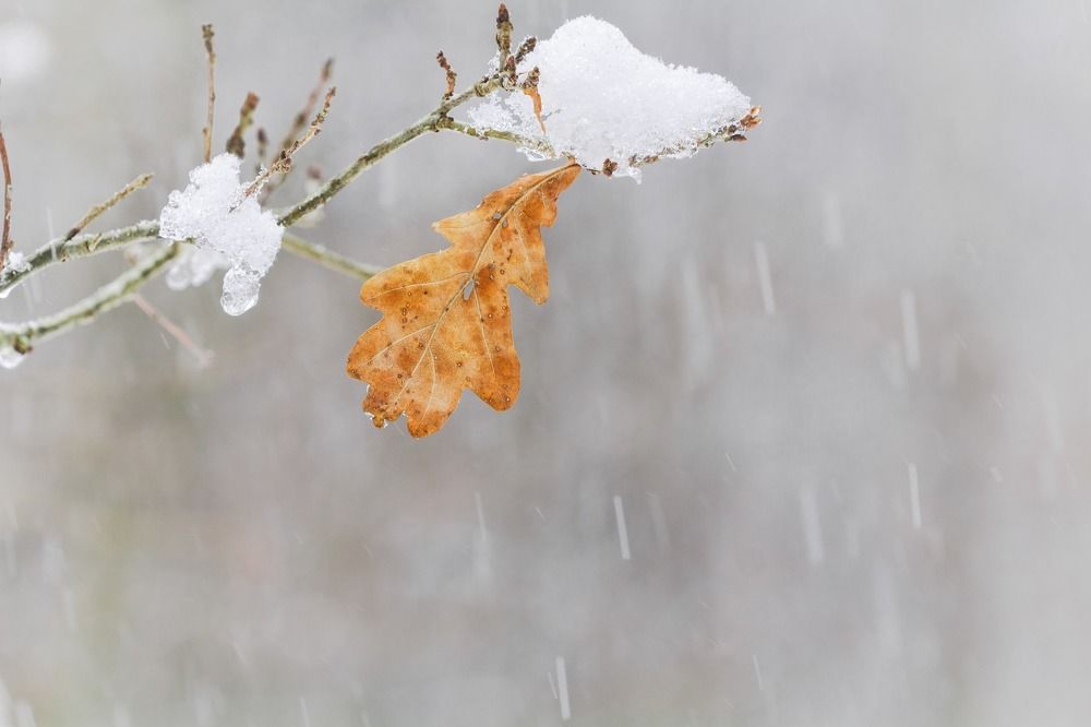 Photograph by Svetlana Gubanova