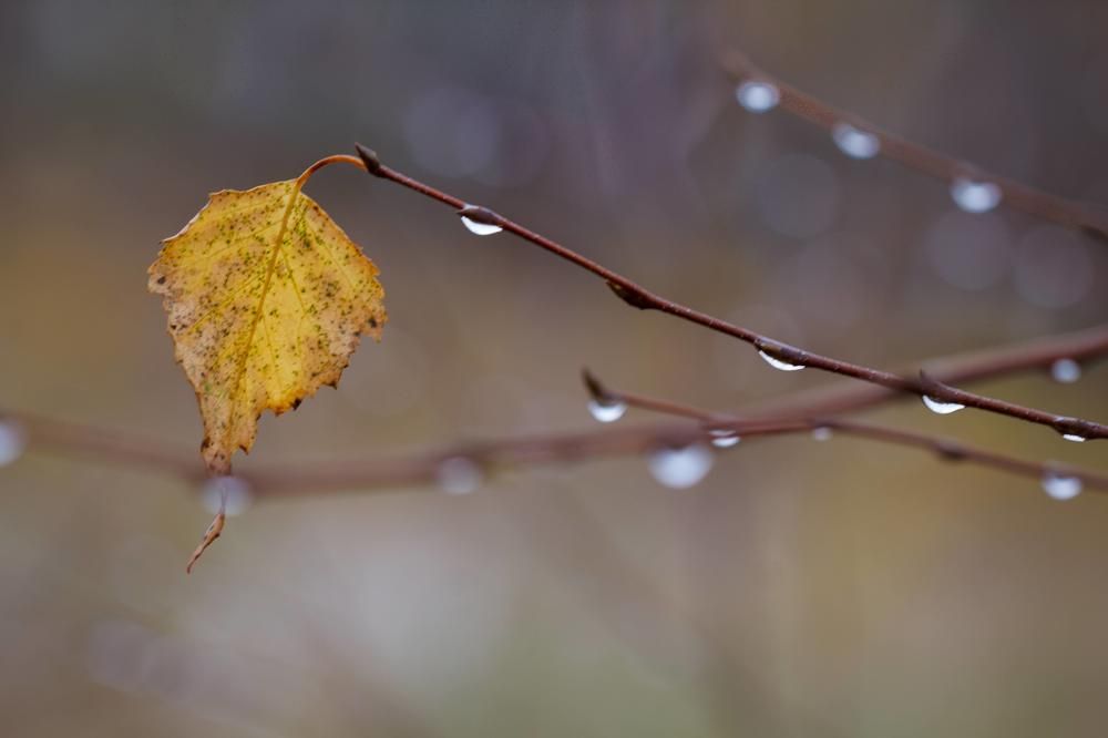 Photograph by Svetlana Gubanova