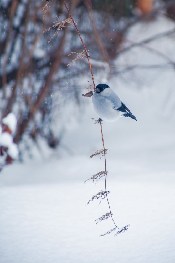 Photograph by Владимир Пилюков