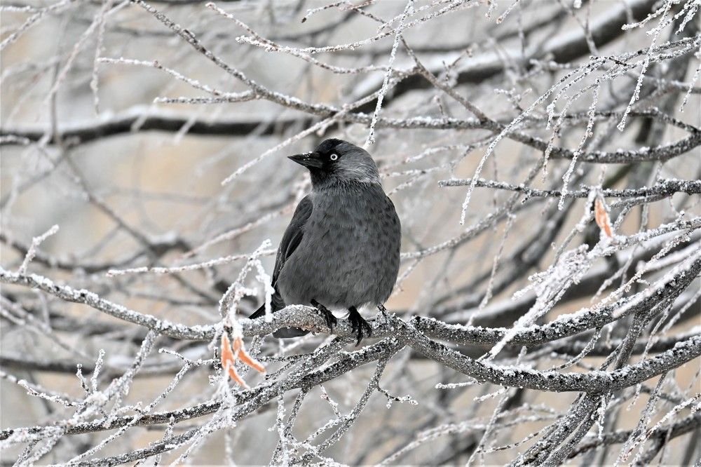 Фотография автора IRINA FILIPPOVA