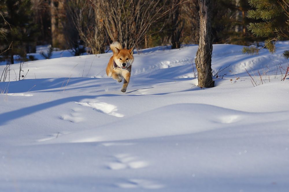 Летящий над снегом