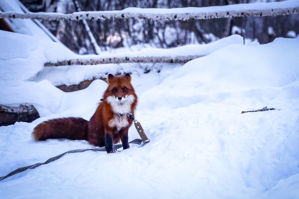 Photograph by Елена Цырюк