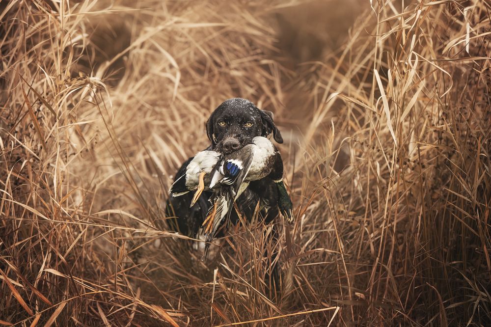 Photograph by Elke Braet