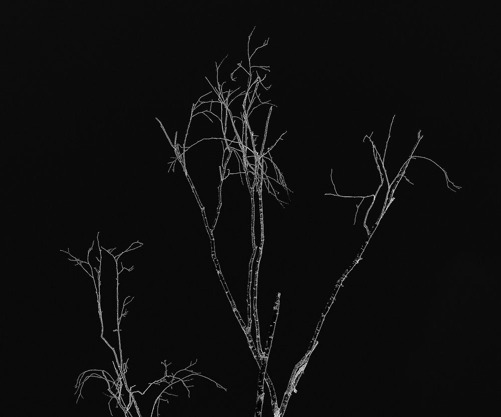 Photograph by Леонид Шнейдерман