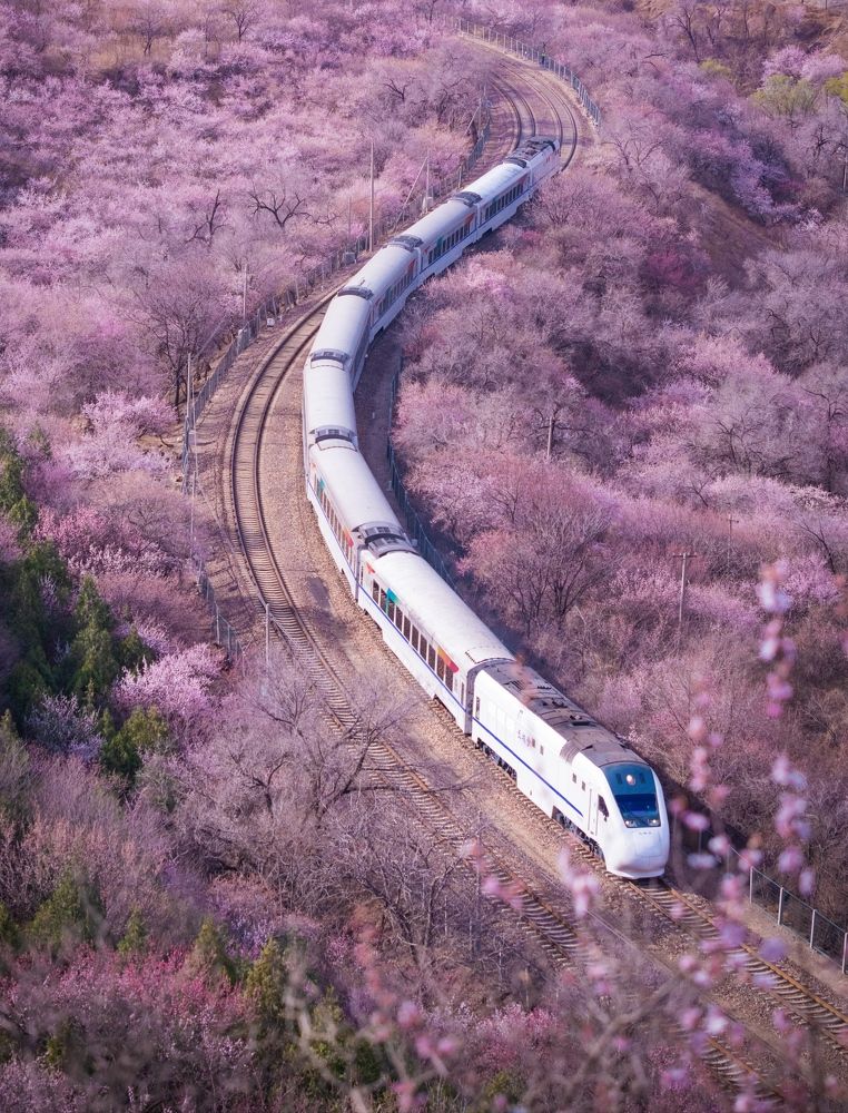 Spring Journey: Train Through Blossom Trails