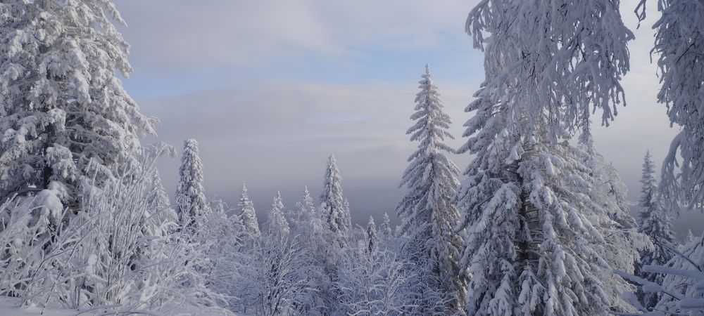 Photograph by Сергей Хранитель