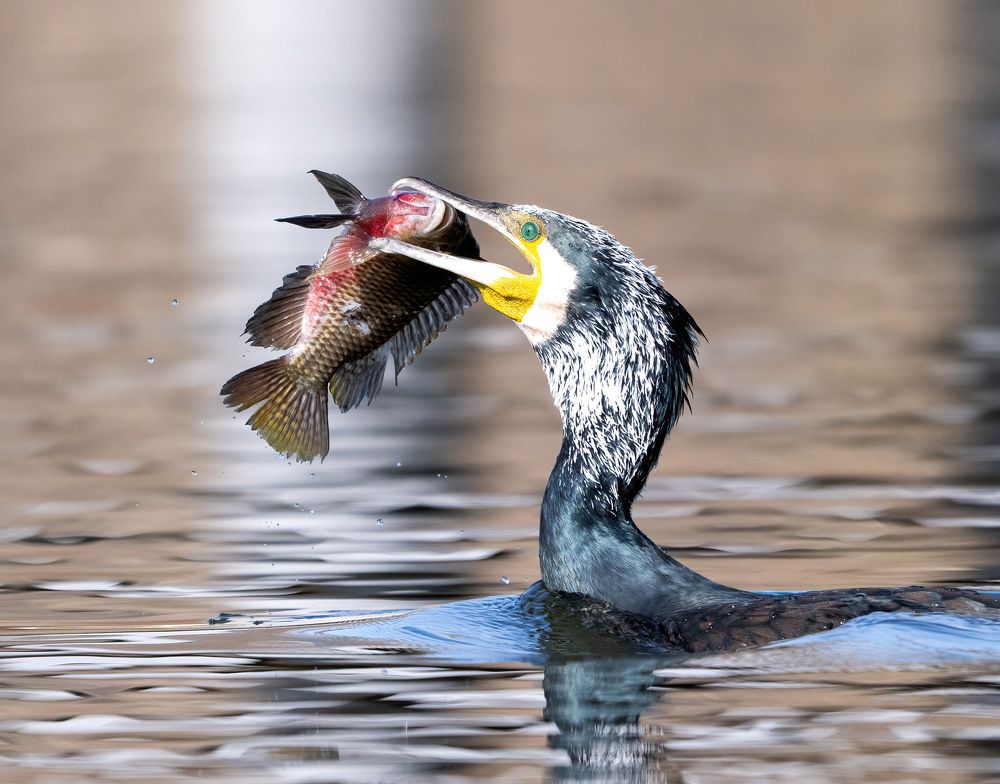 Фотография автора Mohammed sajd Abo ganem