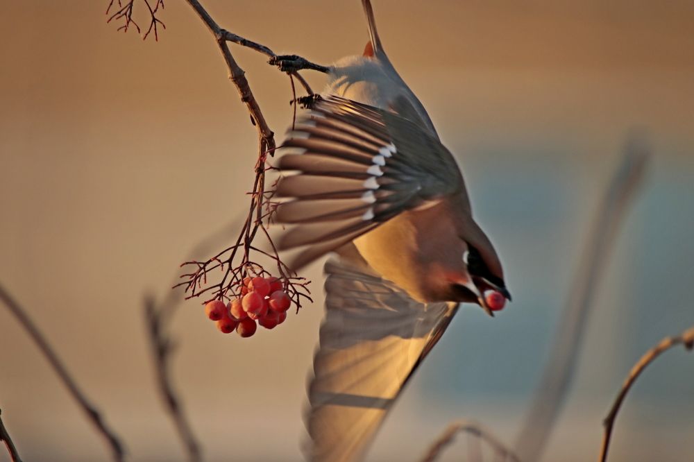 Photograph by Александр Велигура