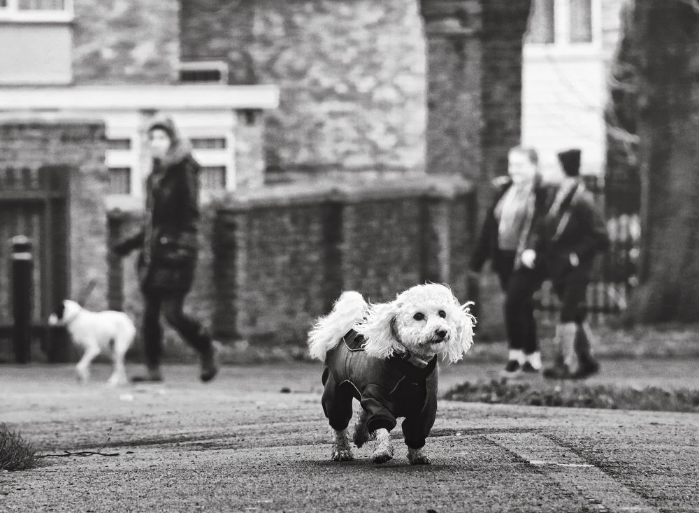 Фотография автора Елена Лаврова
